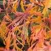 Thumbnail #3 of Acer palmatum by jhayes5032