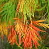 Thumbnail #4 of Acer palmatum by Calif_Sue
