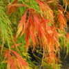 Thumbnail #5 of Acer palmatum by Calif_Sue