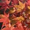 Thumbnail #2 of Acer palmatum by jhayes5032