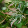 Thumbnail #3 of Acer palmatum by growin