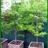 Thumbnail #1 of Acer palmatum by largosmom