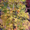 Thumbnail #3 of Acer palmatum by amazingmaples
