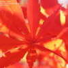 Thumbnail #5 of Acer palmatum by Weerobin