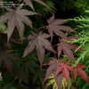 Thumbnail #3 of Acer palmatum by DaylilySLP