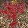 Thumbnail #1 of Acer palmatum by jhayes5032