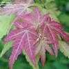 Thumbnail #1 of Acer palmatum by PPCSPC