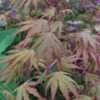 Thumbnail #1 of Acer palmatum by Terri1948