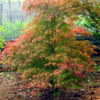 Thumbnail #2 of Acer palmatum by interactbiz