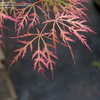 Thumbnail #4 of Acer palmatum by DaylilySLP