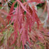 Thumbnail #3 of Acer palmatum by growin