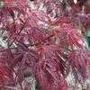 Thumbnail #2 of Acer palmatum by Equilibrium