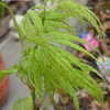 Thumbnail #4 of Acer palmatum by victorgardener