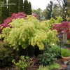 Thumbnail #3 of Acer palmatum by tafhar