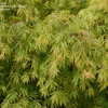 Thumbnail #2 of Acer palmatum by tafhar