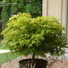 Thumbnail #3 of Acer palmatum by Betja