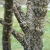 Thumbnail #3 of Acer palmatum by plantaholic186