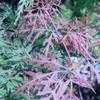 Thumbnail #1 of Acer palmatum by PPCSPC