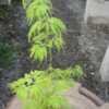 Thumbnail #1 of Acer palmatum by davesnursery