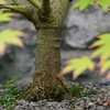 Thumbnail #3 of Acer palmatum by ade1