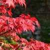 Thumbnail #5 of Acer palmatum by ade1