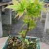 Thumbnail #1 of Acer palmatum by davesnursery