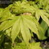 Thumbnail #2 of Acer palmatum by victorgardener
