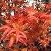 Thumbnail #2 of Acer palmatum by Kell