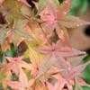 Thumbnail #4 of Acer palmatum by jhayes5032