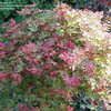 Thumbnail #5 of Acer palmatum by Creeker