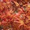 Thumbnail #3 of Acer palmatum by Kell