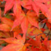 Thumbnail #2 of Acer palmatum by jhayes5032