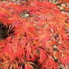 Thumbnail #4 of Acer japonicum by Weerobin