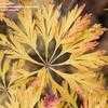 Thumbnail #2 of Acer japonicum by jhayes5032