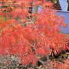 Thumbnail #5 of Acer japonicum by Weerobin