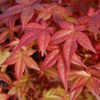 Thumbnail #2 of Acer palmatum by growin