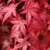 Thumbnail #1 of Acer palmatum by growin