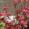 Thumbnail #3 of Acer palmatum by doss