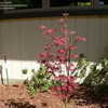 Thumbnail #4 of Acer palmatum by doss
