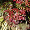 Thumbnail #5 of Acer palmatum by growin