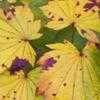 Thumbnail #1 of Acer japonicum by jhayes5032