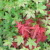 Thumbnail #2 of Acer palmatum by plantaholic186