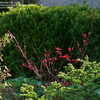 Thumbnail #4 of Acer palmatum by plantaholic186