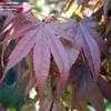 Thumbnail #1 of Acer palmatum by ladyrowan