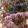 Thumbnail #2 of Acer palmatum by ladyrowan