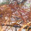 Thumbnail #3 of Acer palmatum by Weerobin
