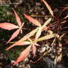 Thumbnail #5 of Acer palmatum by Weerobin