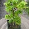 Thumbnail #1 of Acer palmatum by davesnursery