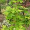Thumbnail #1 of Acer palmatum by acerpalmaniac