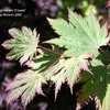 Thumbnail #2 of Acer japonicum by Calif_Sue